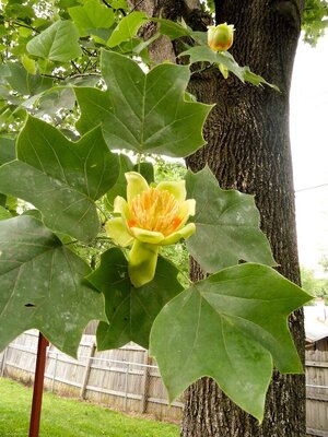 tulip-tree-0350355f-7cda588c0b3445aa9c5f110b3221edd0.jpg