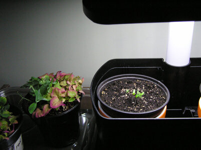 TomatoesSprouting2025.JPG