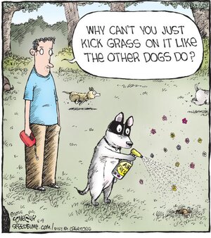 zdogpark.jpg