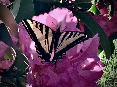IMG_9902.jpeg
