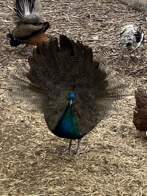 IMG_4833.jpeg IMG_4833.jpeg