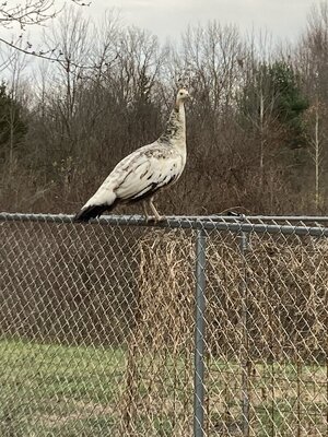 IMG_4622.jpeg IMG_4622.jpeg