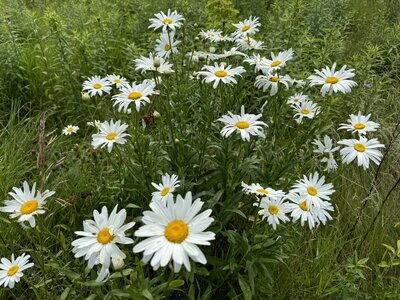 Daisies.JPEG Daisies.JPEG