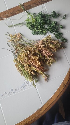 20250514_yellow parsley.jpg