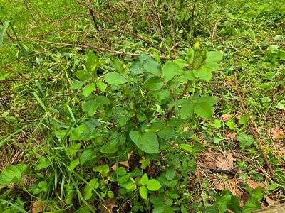 Yellow knockout freed from blackberries, 05-19-25, #1.jpg