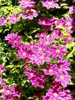 IMG_9419.jpeg