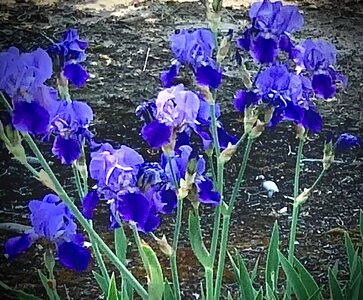 IMG_9297.jpeg