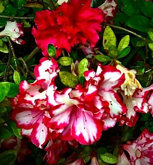 IMG_9564.jpeg