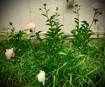 IMG_9534.jpeg