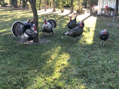 turkey yard.jpg