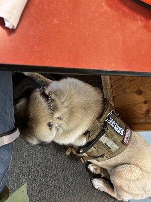 IMG_2634.jpeg