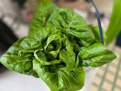Lettuce, harvested whole, 06-06-25.jpg