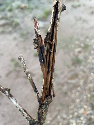 IMG_8940.jpeg