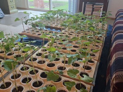 Pole Bean Babies May 28, 2025.jpg