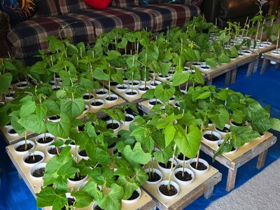 Pole Bean Babies In Cups - June 1, 2025.jpg