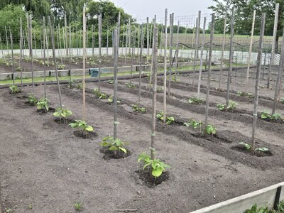 Bean Acres West And East Beds.jpg