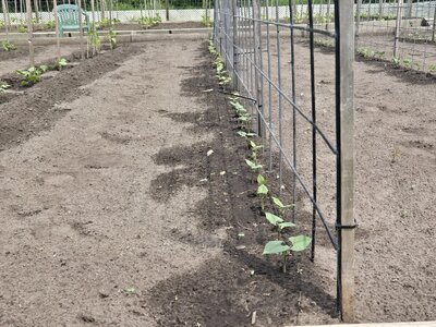 Row 4 West Bed Rio Zape.jpg