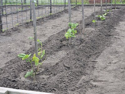 Georgian Pole - West Bed.jpg