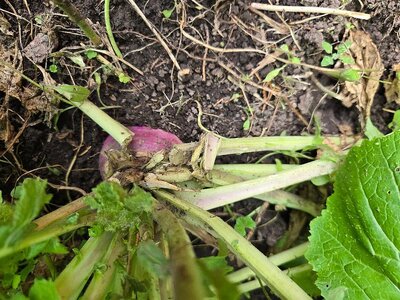 Turnip harvest, 06-15-25, #3.jpg