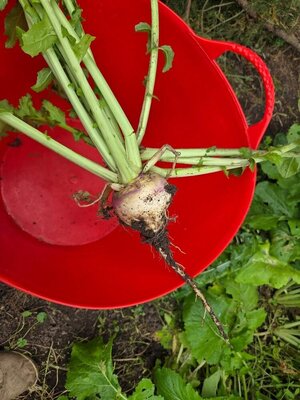 Turnip harvest, 06-15-25, #2.jpg