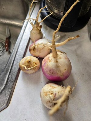 Turnip harvest, 06-15-25, #1.jpg