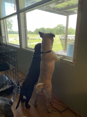 IMG_9013.jpeg