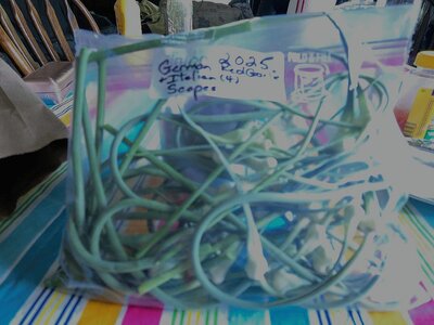 Garlic scapes, 2, 06-23-25.jpg