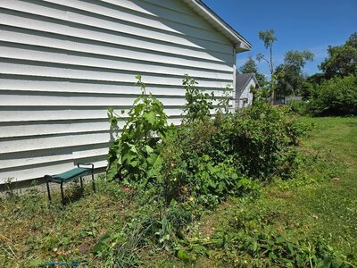 South garage bed, 06-20-25, #2.jpg