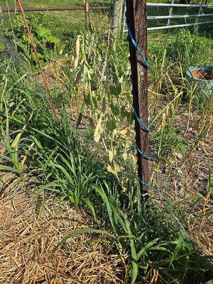 Alaska Snow peas, 06-25-25, #2.jpg
