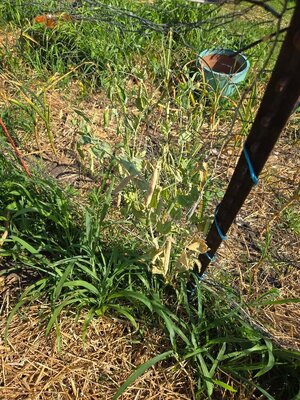 Alaska Snow peas, 06-25-25, #3.jpg