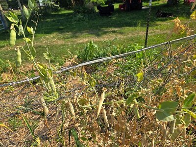 Alaska Snow peas, 06-25-25, #4.jpg