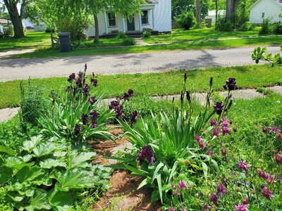 Purple iris and columbine, front walk, 05-10-24.jpg