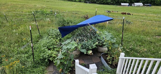 20250626_190638.jpg