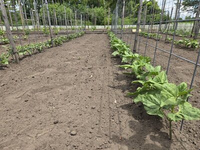 Row 3 Semi Runners West Bed 6-24-25.jpg