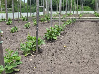 Row 6 West Bed 6-24-25.jpg