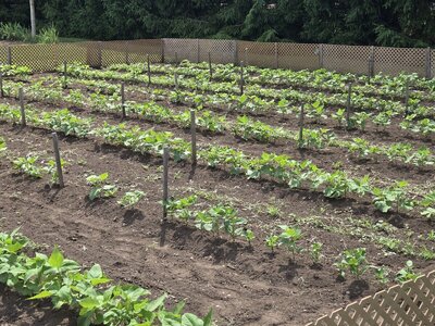 Rows 3 To 10 looking from E to W - 6-25-25.jpg