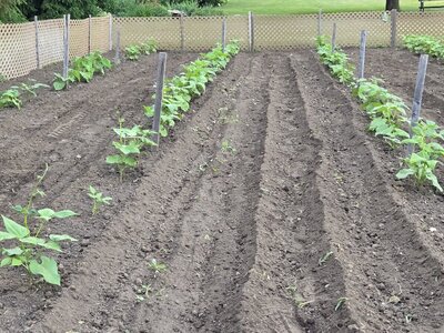 Rows 10,9,8 - 6-26-25.jpg