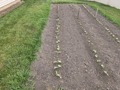 Backyard Bean Nursery 6-16-25.jpg