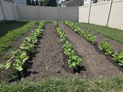 Backyard Bean Nursery 6-29-25 #2.jpg