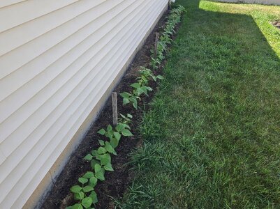Row of Beans In My West Flowerbed #2.jpg