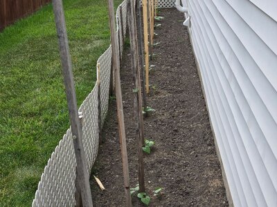 South Flower Bed 6-16-25.jpg