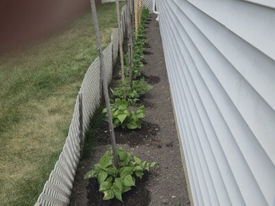 South Flower Bed 6-29-25.jpg