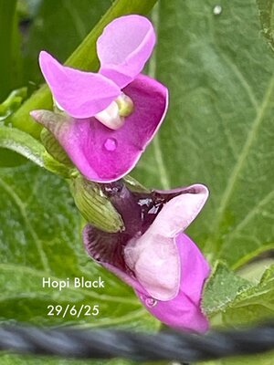 IMG_6066.jpeg