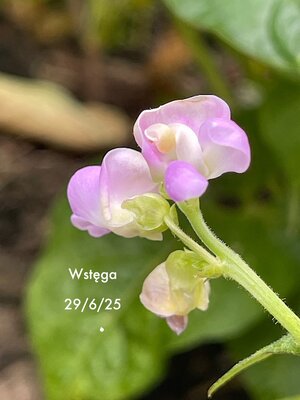 IMG_6053.jpeg