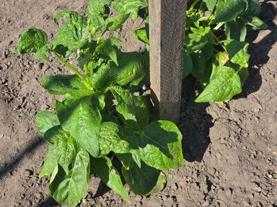 Seneca Pole - Mosaic Infection #3- 6-23-25.jpg