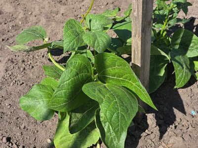 Seneca Pole #2 - 6-23-25.jpg