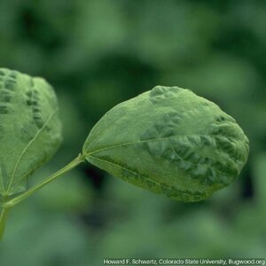 Mosaic Cupping Of A Bean Leaf.jpg