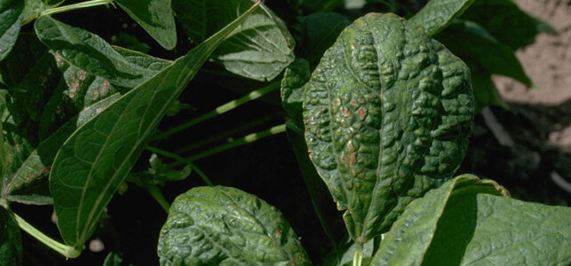 Mosaic Cupping Of A Bean Leaf #2.jpg