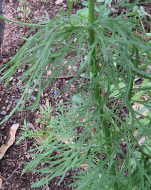 leaves 1.jpg