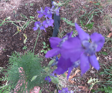 Leaves 3.jpg